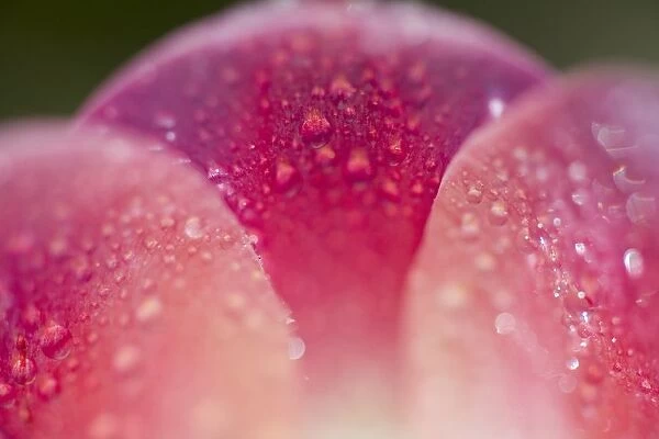 Closeup Of Dew On Tulip Petal