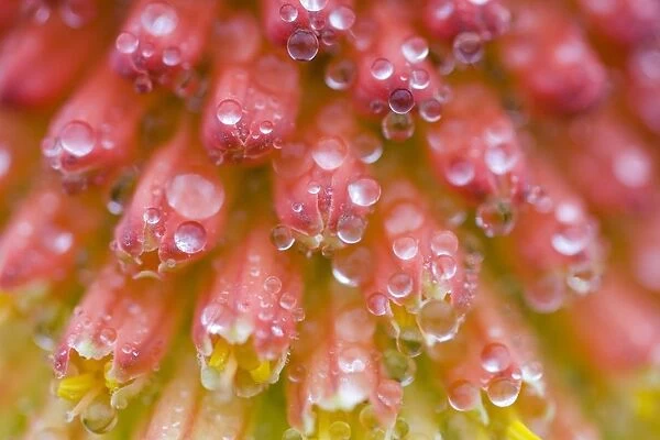 Closeup Of Flower Stamen