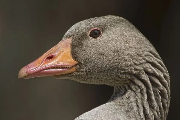 Closeup Of Goose