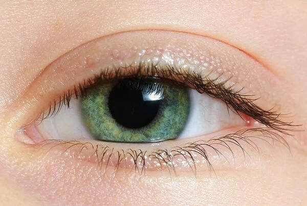 Closeup Of A Green Eye