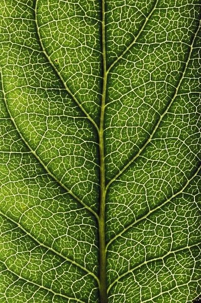 Closeup Of A Leaf