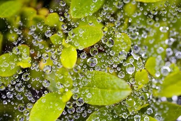 Closeup Of Morning Dew On Leaves