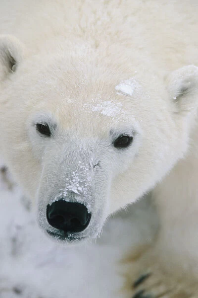 Closeup Portrait Of Polar Bear Churchill Canada Winter