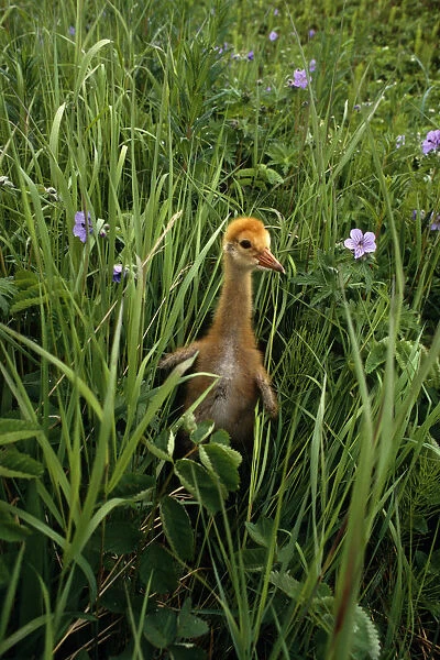 Closeup Of Sandhill Crane Chick In Tall Grass W  /  Wildflowers Togiak Nat Wildlife Refuge We Alaska