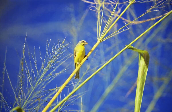 Closeup Of Yellow Fronted Canary (Serinus Mozambicus) Sitting On Green Stalk, Blue Sky