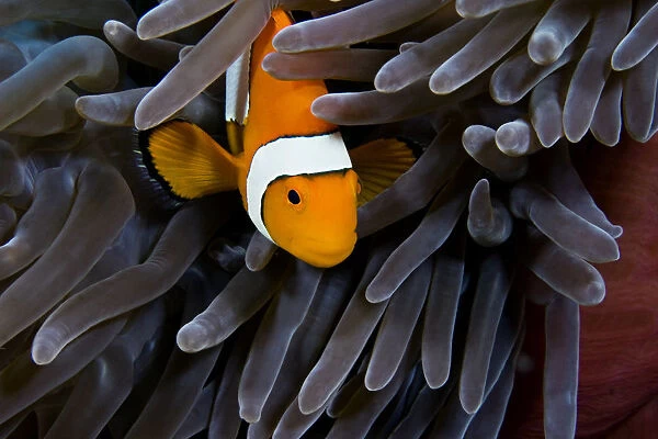 Clown Anemonefish (Amphiprion Percula) Hiding In Anemone; Indonesia