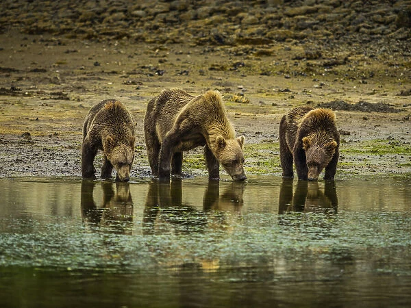 Coastal Brown Bears (Ursus arctos horribilis) drinking at the waters edge along the rocky shore at low tide in Geographic Harbor; Katmai National Park and Preserve, Alaska, United States of America