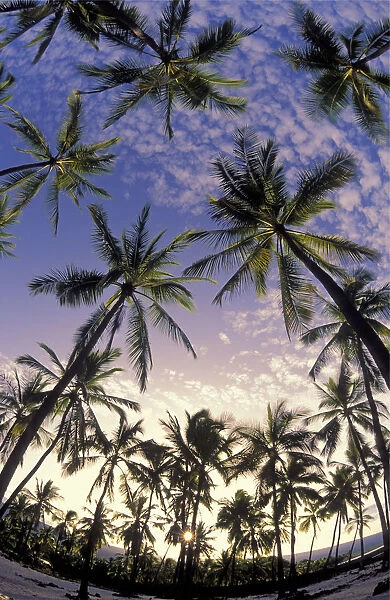 Coconut Palm Tree Grove At Pu uhonua O Honaunau National Historical Park; South Kona, Island Of Hawaii, Hawaii, United States Of America