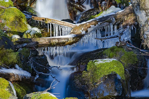 Collection Of Ice On A Fallen Log Over A Little Waterfall In The Olympic Peninsula Rain Forest; Washington, United States Of America