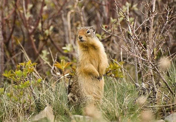 Colombian Ground Squirrel