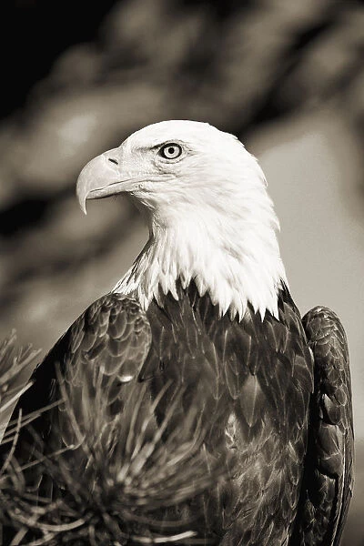 Colorado, Close-up of Bald Eagle sitting in ponderosa pine tree with head turned (black and white photograph)
