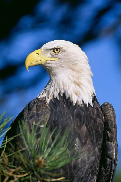 Colorado, Close-Up Of Bald Eagle, Sitting In Ponderosa Pine Tree, Blue Sky, Head Turned