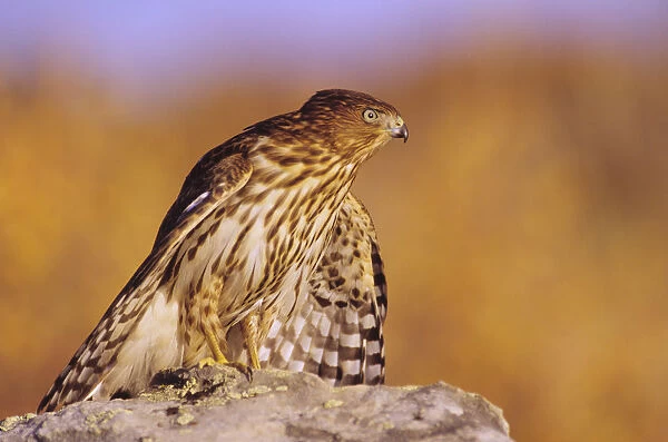Colorado, Coopers Hawk (Accipiter Cooperii) Perched On A Rock, First Year Male