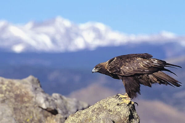 Colorado, Roosevelt National Forest, Golden Eagle (Aquila Chrysaetos)