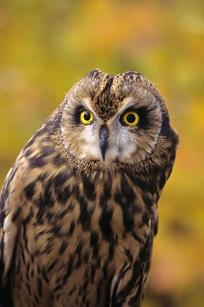 Colorado, View Of A Short Eared Owl