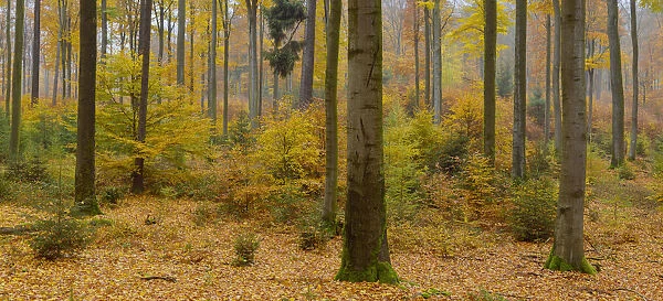 Colorful Autumn Forest, Spessart, Bavaria, Germany