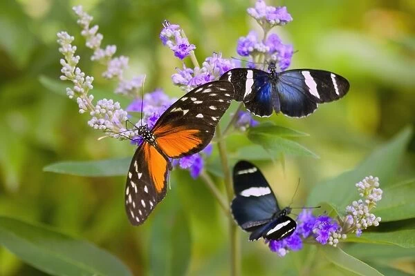 Three Colorful Butterflies On Blossoms In Spring; Oregon, Usa