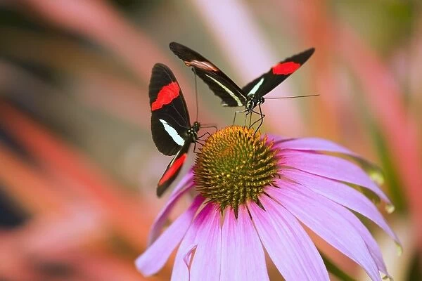 Two Colorful Butterflies On Cone Flower Blossom In Spring; Oregon, Usa