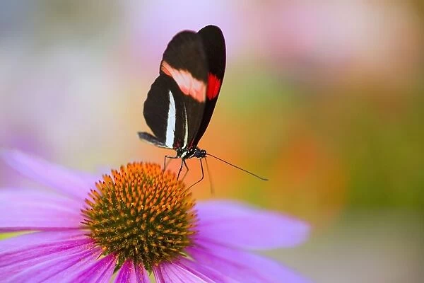 Colorful Butterfly On Cone Flower Blossom In Spring; Oregon, Usa