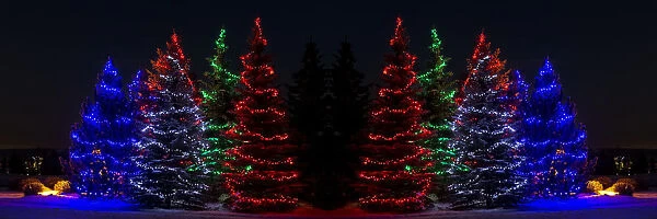 Colourful Christmas Lights Around Several Evergreen Trees; Calgary, Alberta, Canada
