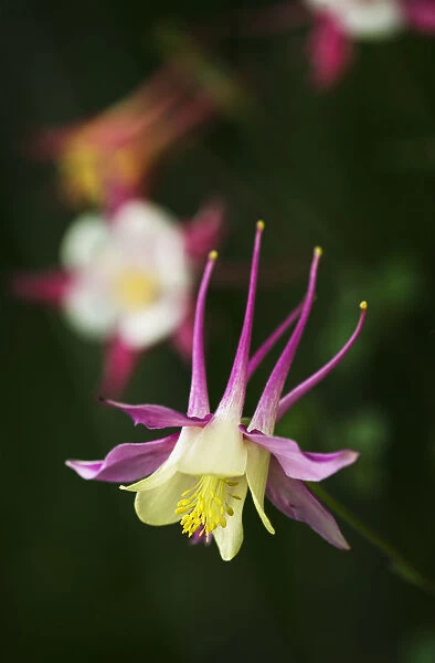 Columbine (Aquilegia) Blooms In A Garden; Astoria, Oregon, United States Of America