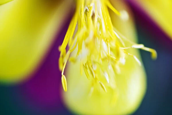 Columbine, Macro Close-Up Of Stamens And Petals