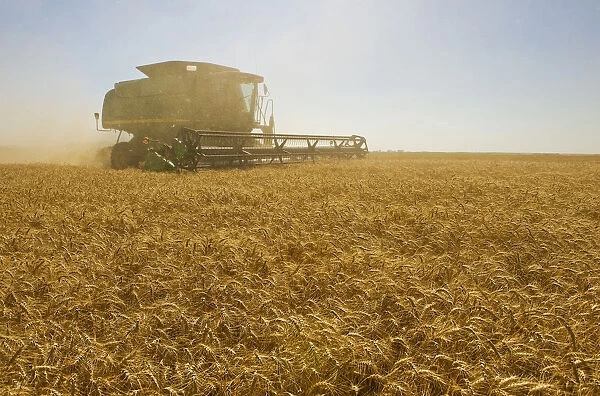 A Combine Harvester Works A Field Of Winter Wheat, Near Nesbitt, Manitoba