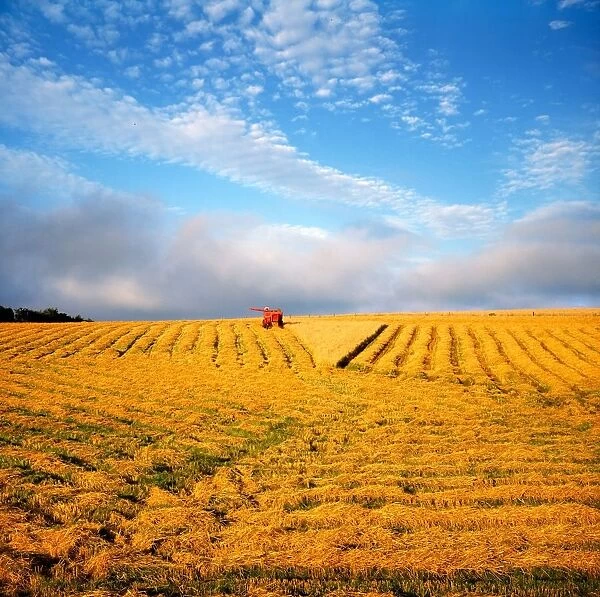 Combine Harvesting, Wheat, Ireland