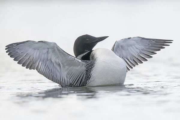 Common Loon (Gavia immer) in breeding plumage swimming in a small lake; Whitehorse, Yukon, Canada