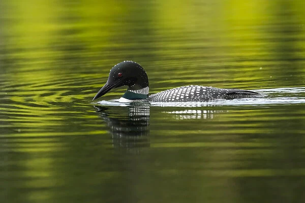 Common Loon on the water