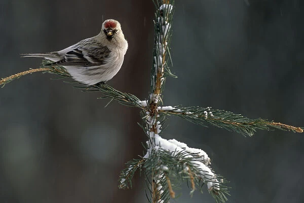 Common Redpolls In Spruce Tree During Snowstorm In Ak Winter