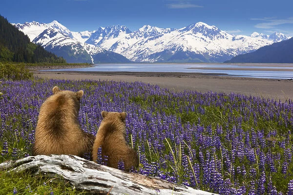 Composite: Grizzly Sow & Cub Sit In Lupine Along Seward Highway, Turnagain Arm, Southcentral Alaska