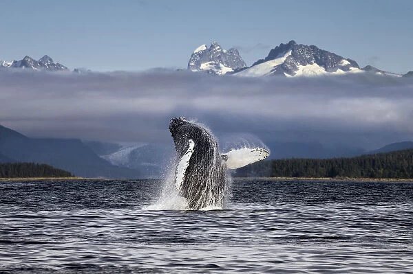 Composite. A Humpback Whale Breaches, Leaping From Lynn Canal In Alaskas Inside Passage, Near Juneau. Herbert Glacier And Snowcapped Mountains Of Coastal Range Beyond, Tongass National Forest