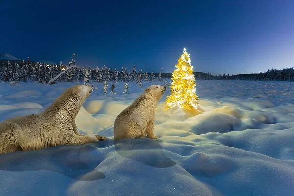 Composite Polar Bear Sow And Cub And Christmas Tree On Snow Covered Tundra At Twilight, Spruce Forest And Chugach Mountains In The Background, Winter, Alaska. 409sn Cy0086d008  /  Kevin Smith And 999zz Za3506d001  /  Steven Kazlowski