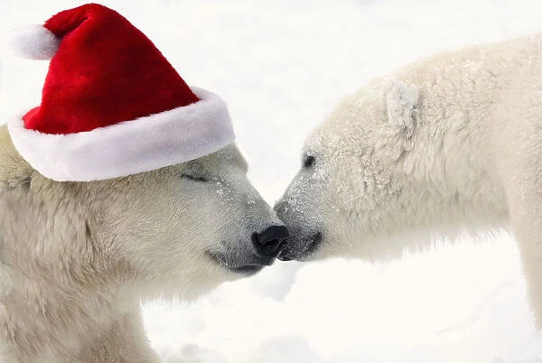 Composite: Two Polar Bears Touching Noses While One Is Wearing A Santa Hat, Churchill, Manitoba, Canada