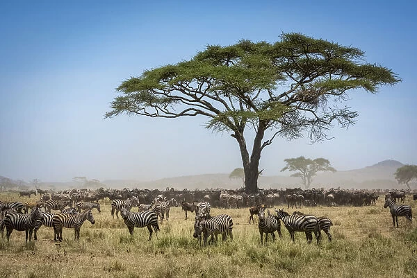 Confusion of blue wildebeest standing under acacia