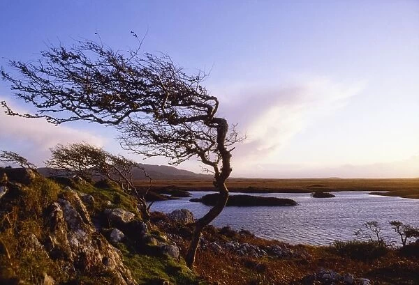 Connemara, Co Galway, Ireland; Windblown Tree