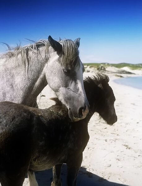 Two Connemara Ponies On The Coast, Connemara, Republic Of Ireland