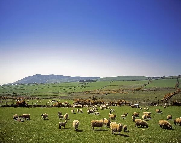 Cooley Peninsula, County Louth, Ireland, Sheep