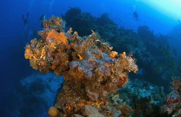 Corals And Sponges, Cozumel, Mexico