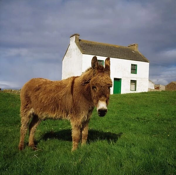 Cottage And Donkey, Tory Island
