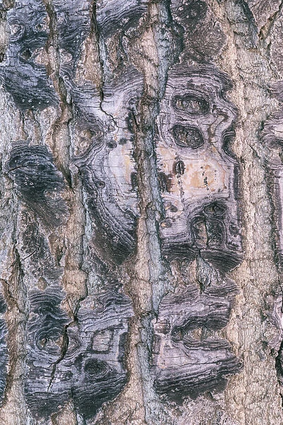 Detail of cottonwood tree bark in winter, Nulato, Alaska, USA