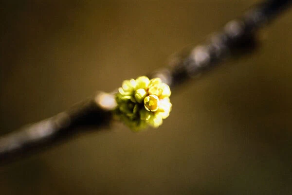 Cottonwood Tree, Selective Focus Of Tiny Blooming Flowers On Branch