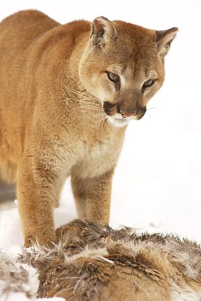 Cougar With Fallen Prey