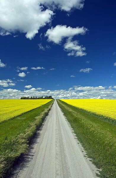 Country Road With Blooming Canola Fields On Both Sides, Tiger Hills, Manitoba