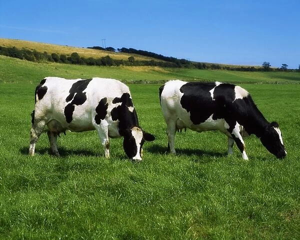County Cork, Ireland, Dairy Cattle
