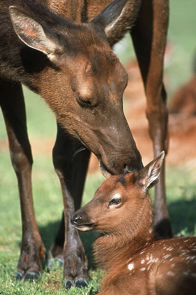 Cow Elk Tending To Its Calf At The Alaska Wildlife Conservation Center In Southcentral Alaska During Summer