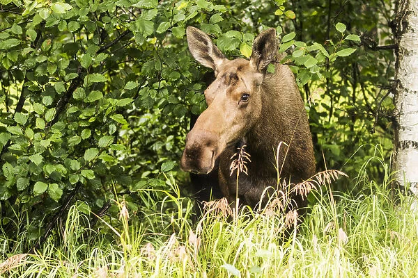 Cow Moose (Alces Alces) Laying On The Grass In The Trees On A Hillside During Rutting Period, Powerline Pass, South-Central Alaska; Anchorage, Alaska, United States Of America