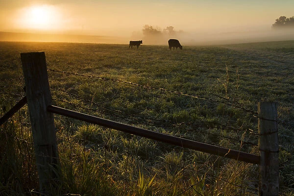 Two Cows Grazing In A Pasture On A Foggy Summer Morning; Iowa, United States Of America