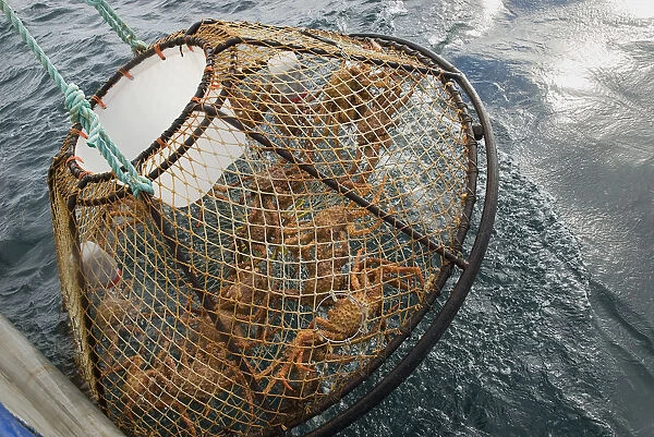 Crab Pot With Brown Crab Is Hauled Up Over The Side Of The F  /  V Morgan Anne During The Commercial Brown Crab Fishing Season In Icy Strait Of Southeast Alaska